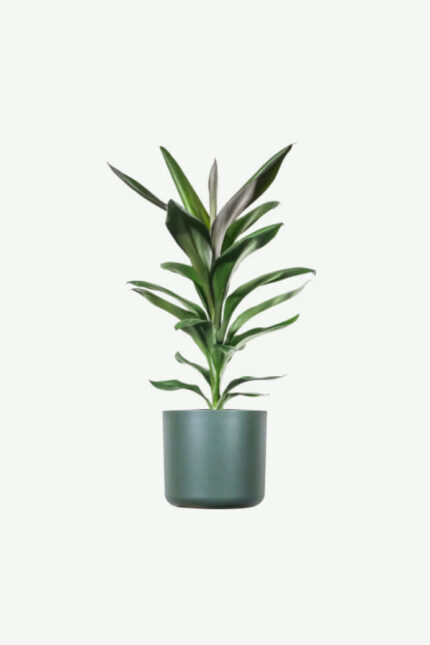 Dracaena Lisa